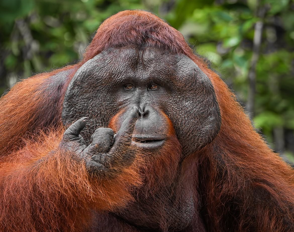 Potret Orangutan Acungkan Jari Sorotan di Ajang Comedy Wildlife Awards 2026