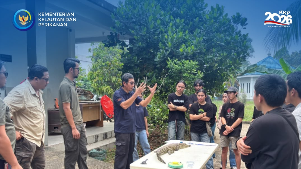 Dukung Mitigasi Konflik, Balai PK Pontianak Latih Mahasiswa Untan Penanganan dan Morfometri Buaya