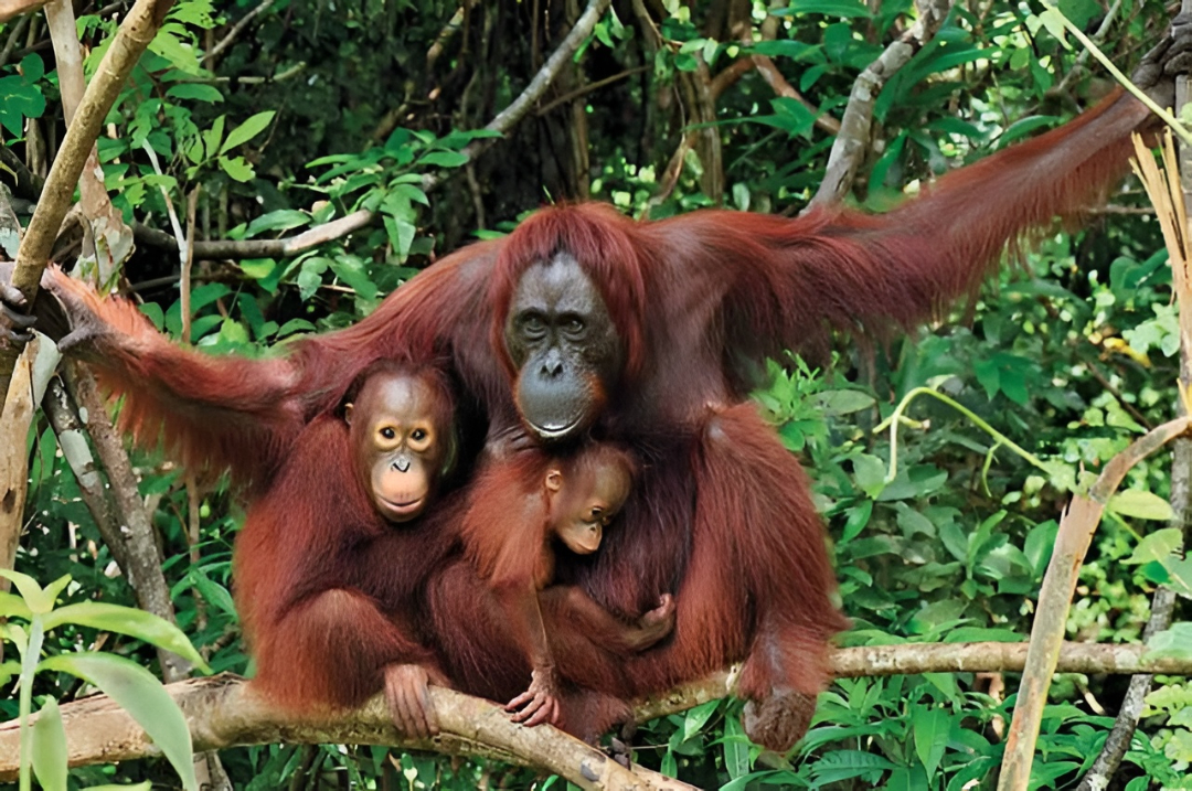 Relawan Karhutla Tanjung Puting Tempuh Jarak Jauh dan Jalan Kaki demi Selamatkan Habitat Orangutan