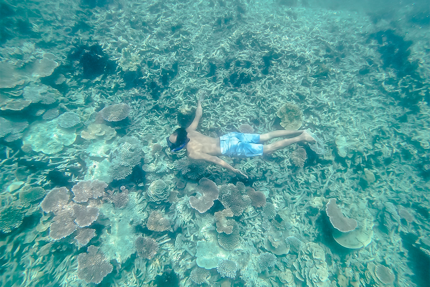 Terumbu karang berwarna-warni di perairan Cagar Alam Laut Karimata